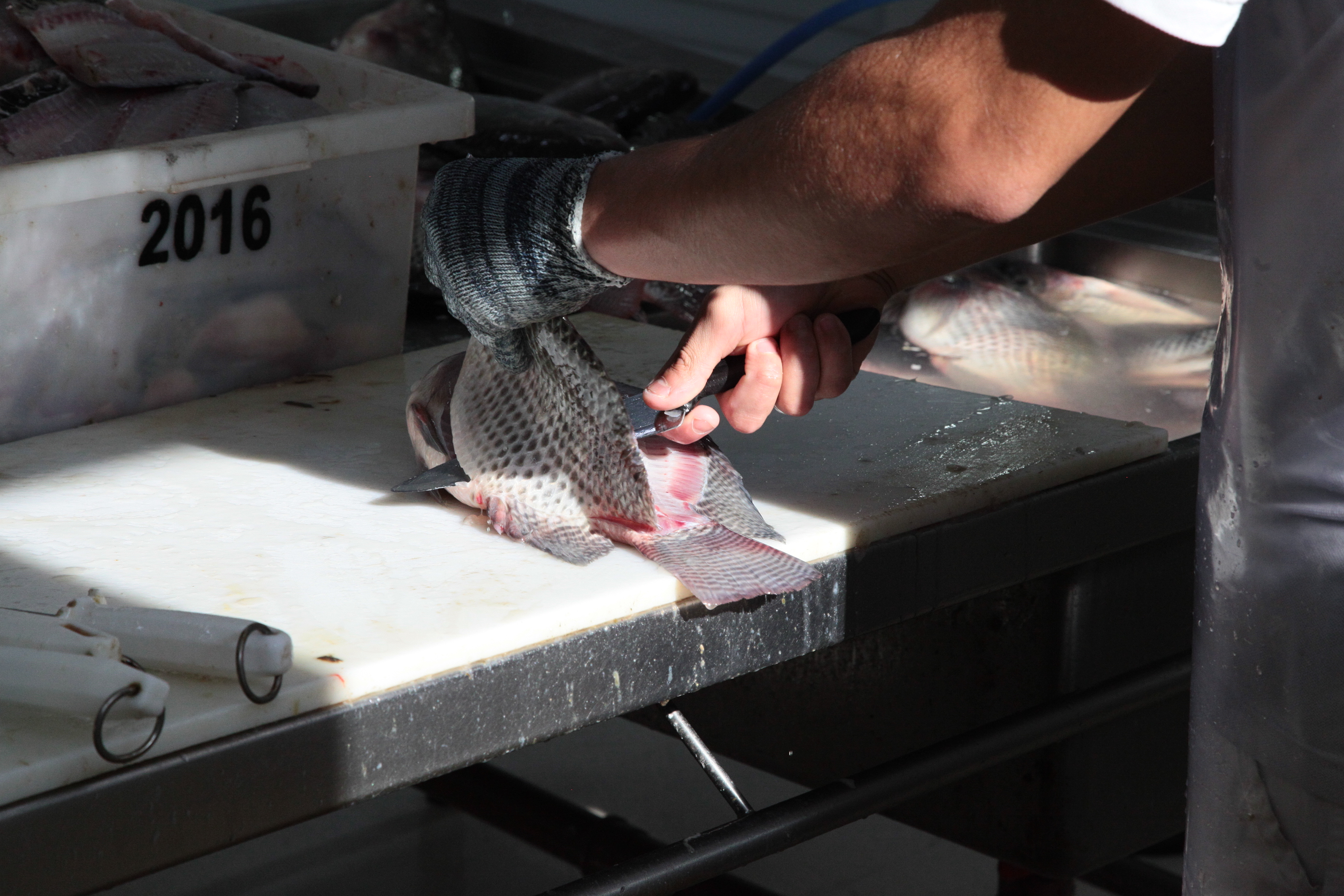 Piscicultura em Santa Catarina - Processamento dos peixes de cativeiro
