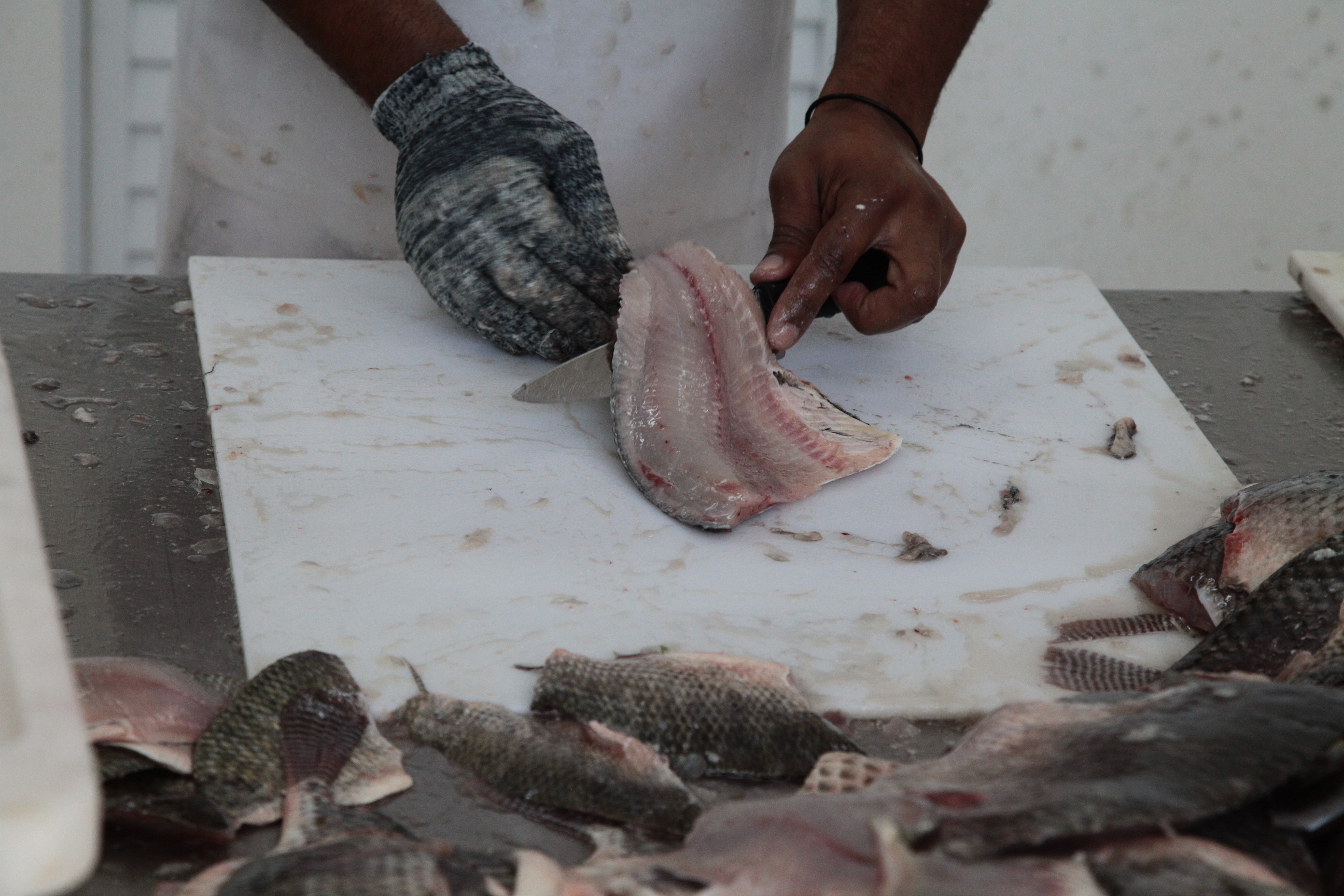 Piscicultura em Santa Catarina - Processamento dos peixes de cativeiro