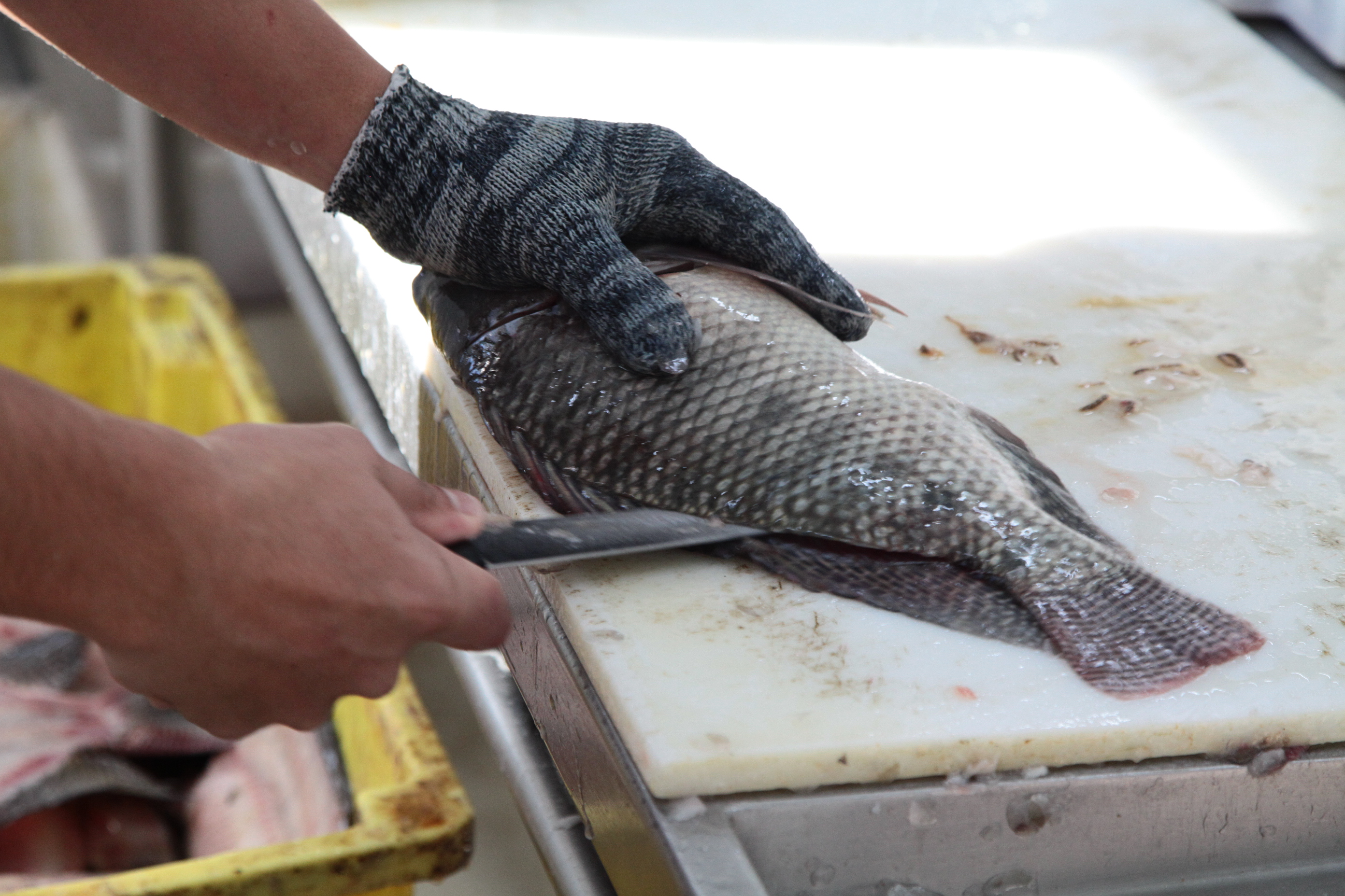 Piscicultura em Santa Catarina - Processamento dos peixes de cativeiro