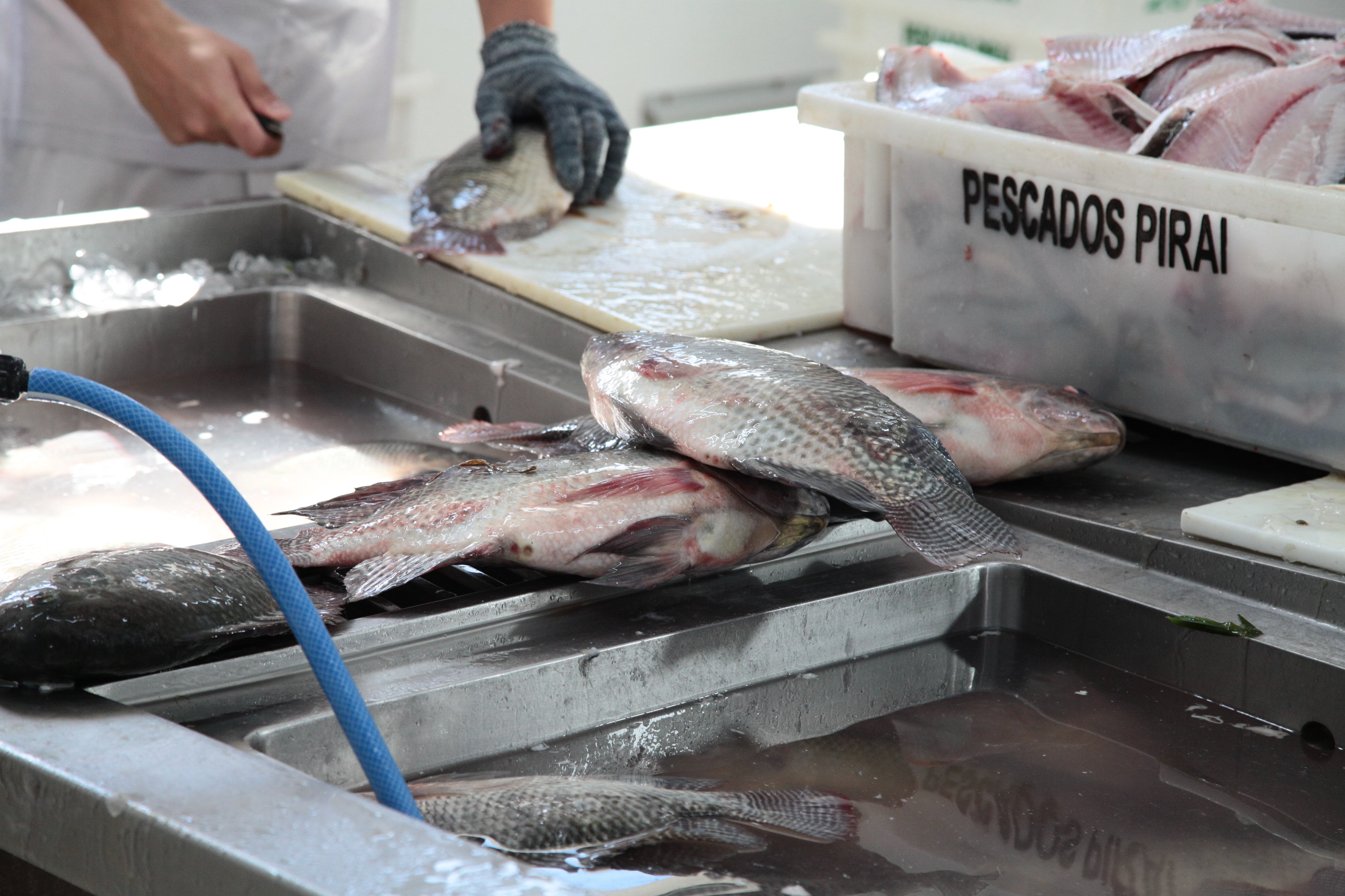 Piscicultura em Santa Catarina - Processamento dos peixes de cativeiro