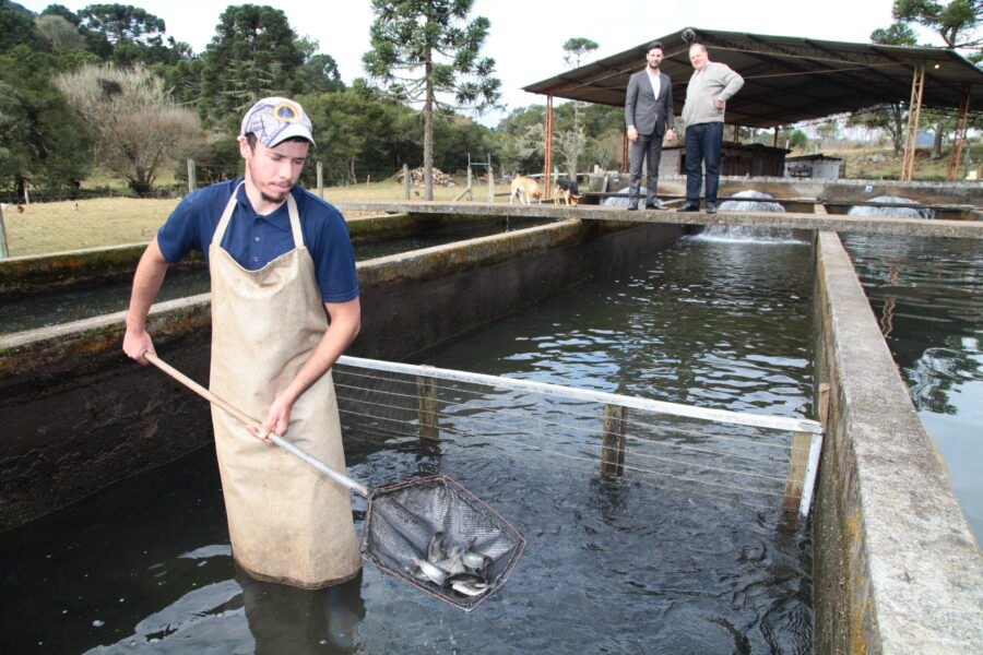 Produção exige cuidados como manter os tanques limpos e controlar a qualidade da água, além de alimentar o peixe no período certo
