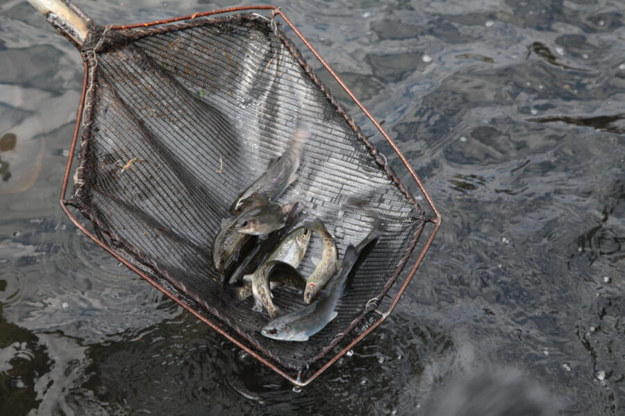 Produção de truta cresceu na Região Serrana com apoio da Acatruta e instalação de frigorífico de peixe em Lages