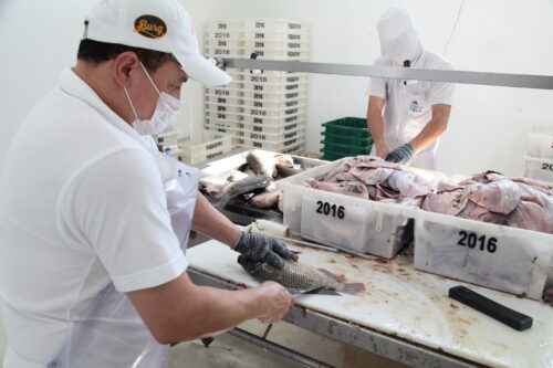 Joinville adota tilápia na alimentação escolar