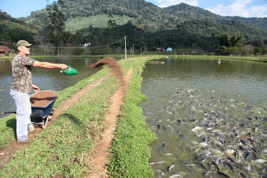 Criadores de tilápia de Joinville estão otimistas com a inclusão do produto na alimentação escolar. Na foto, produtor Lauro Ricardo Krüger