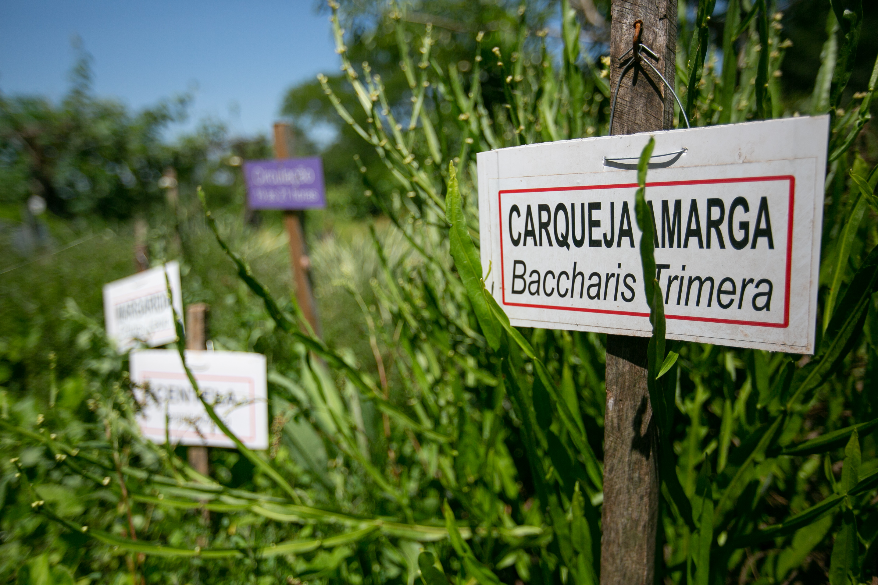 ESPECIAL Cicloturismo no Oeste - Hortos e plantas medicinais