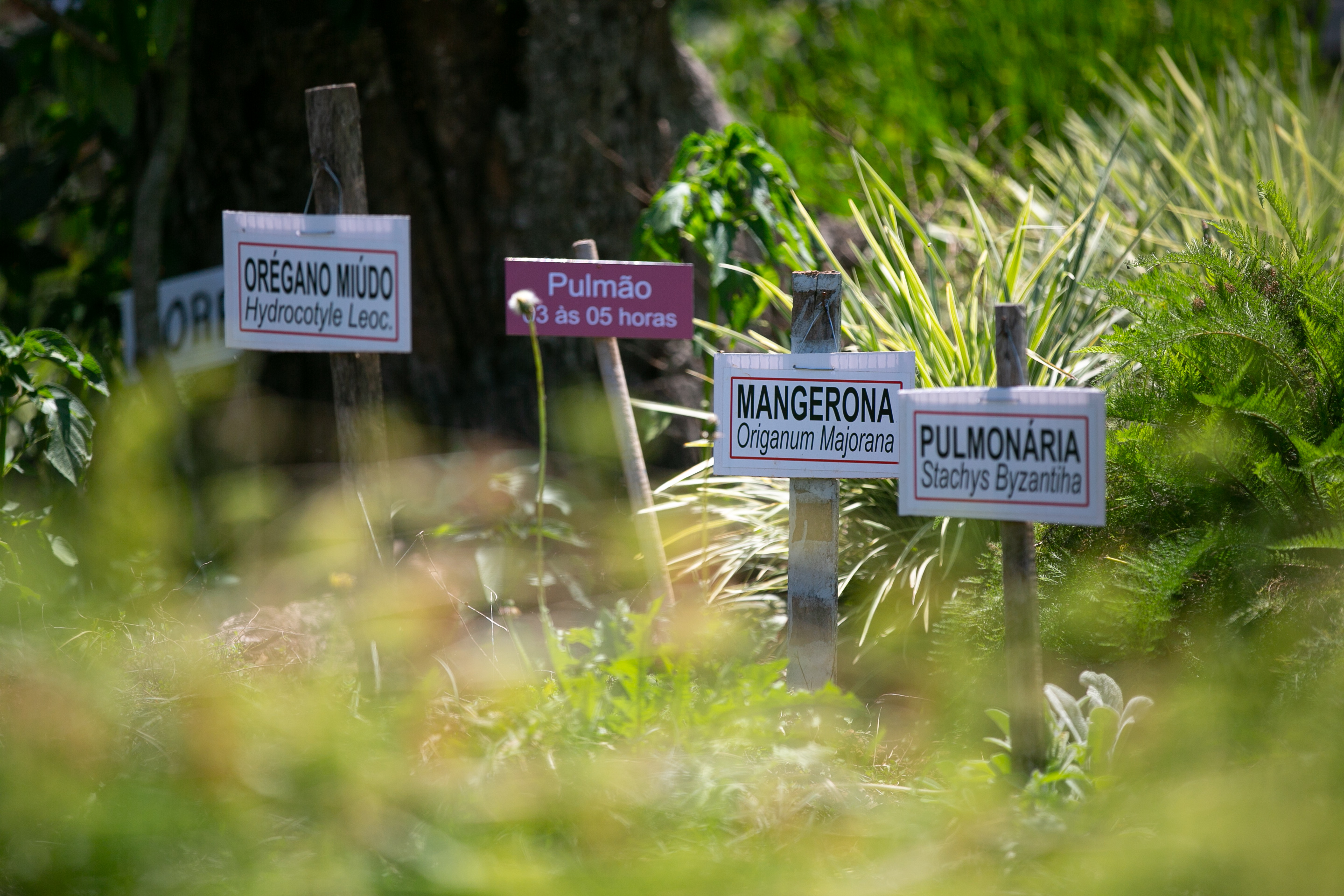 ESPECIAL Cicloturismo no Oeste - Hortos e plantas medicinais