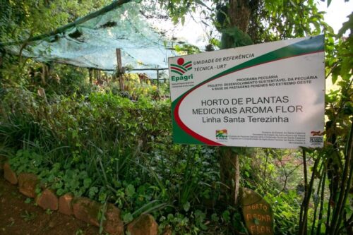 Horto medicinal conta com mais de 100 espécies de plantas