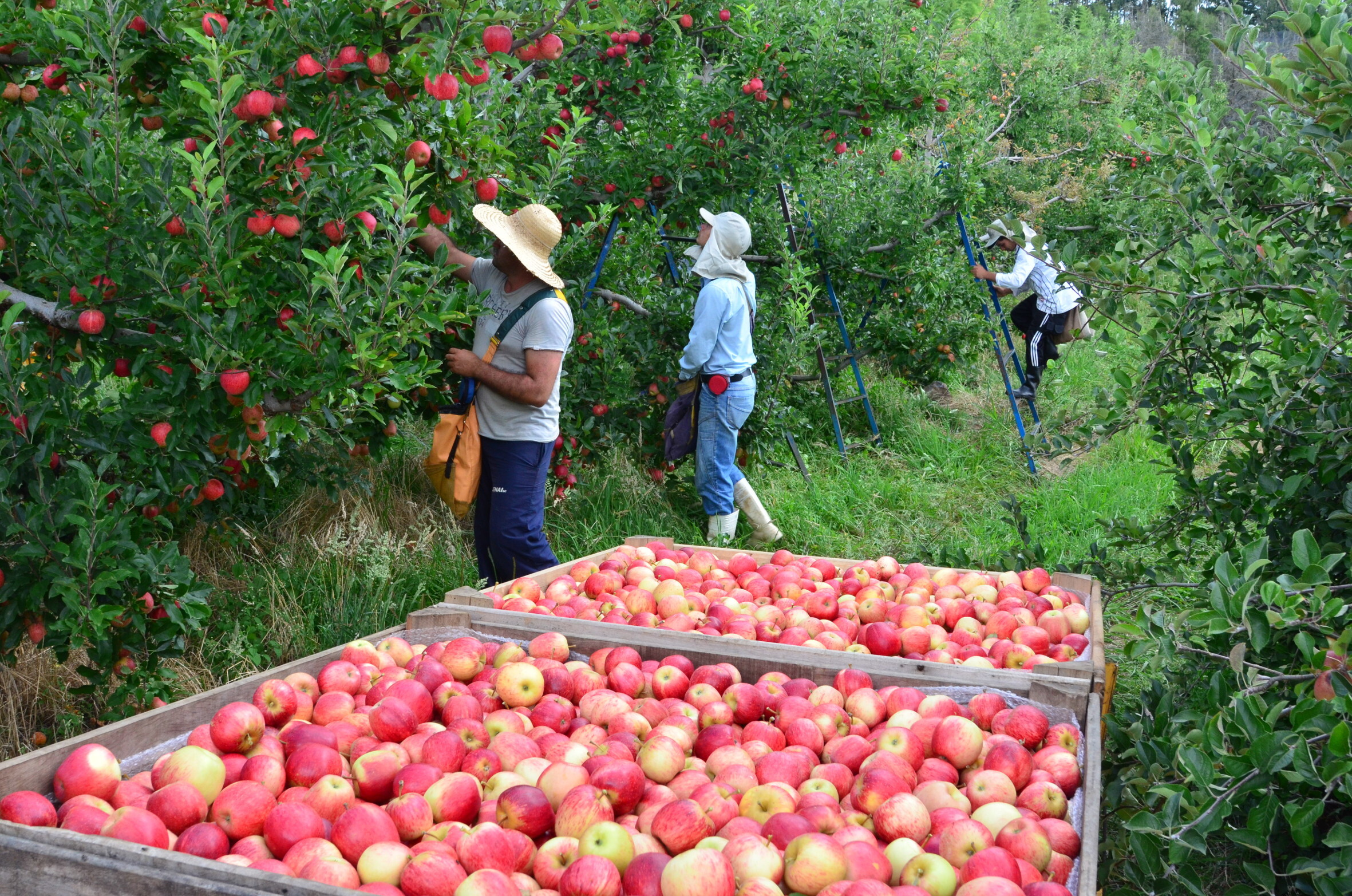 Audiência na quarta (11) discute cobrança do ICMS sobre defensivos agrícolas
