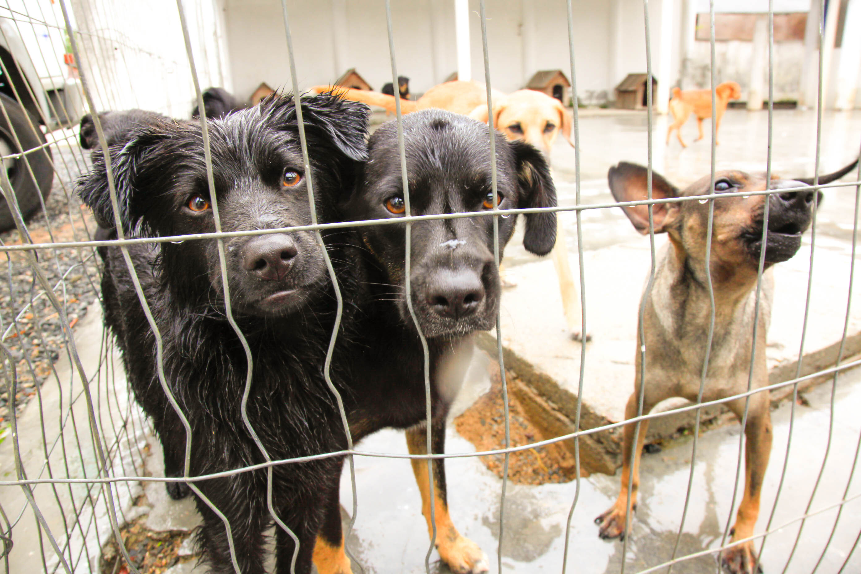 Sancionadas leis sobre testes com animais, política para apenados e Iresa