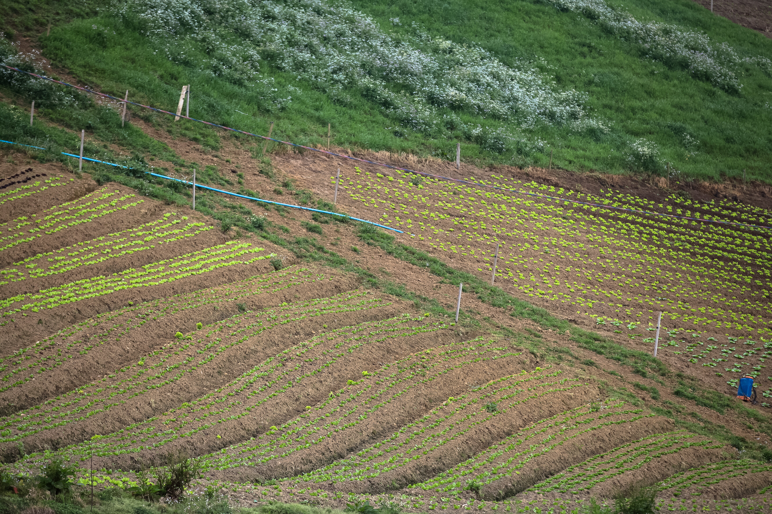 PL dá isenção no uso de postes para levar internet à área rural