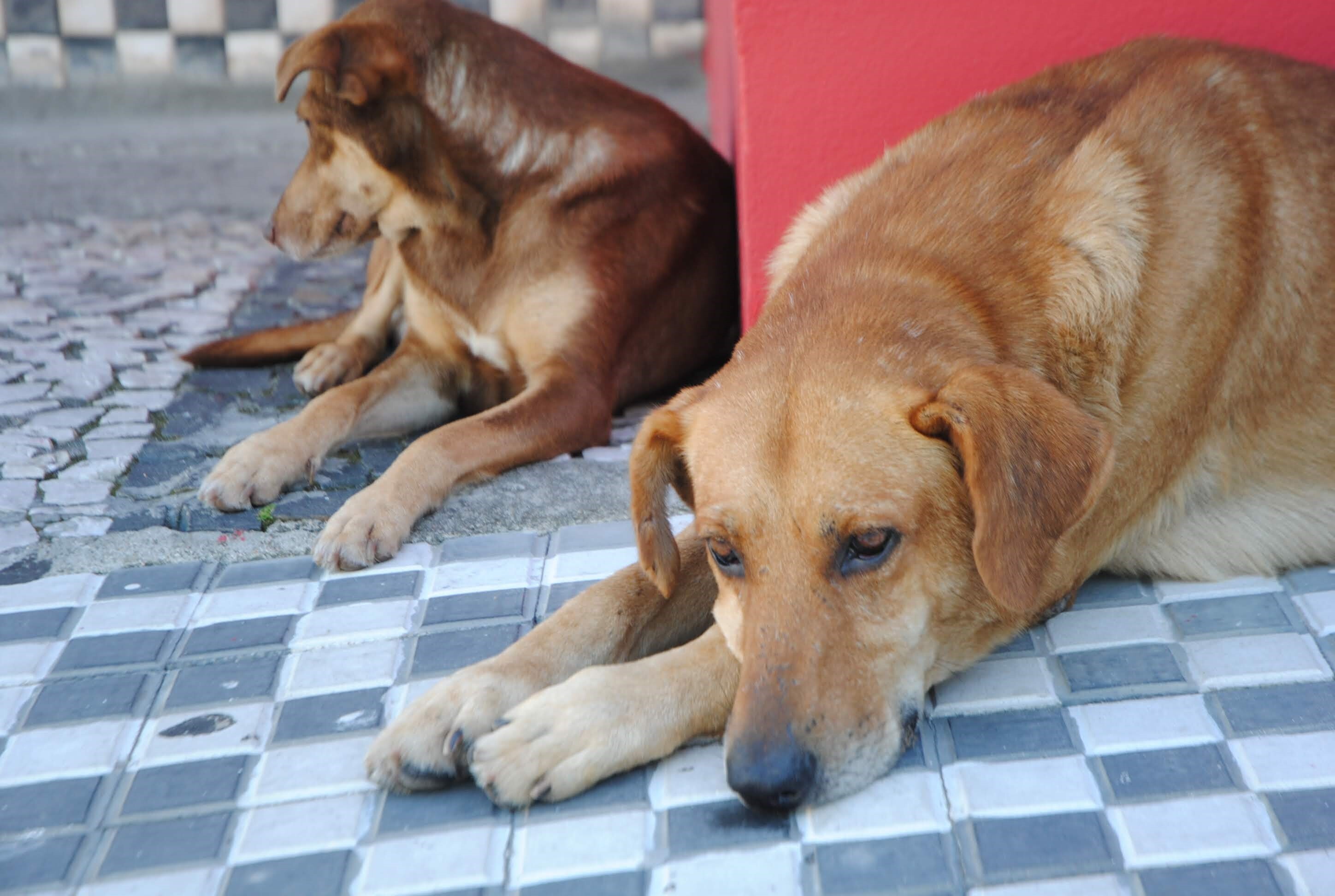 Executivo sanciona leis sobre animais domésticos e rota dos vinhos de altitude
