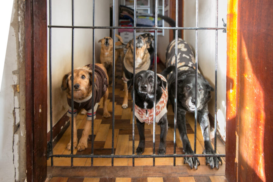 Proteção e controle dos animais de rua é um dos focos do mandato do deputado Marcius Machado