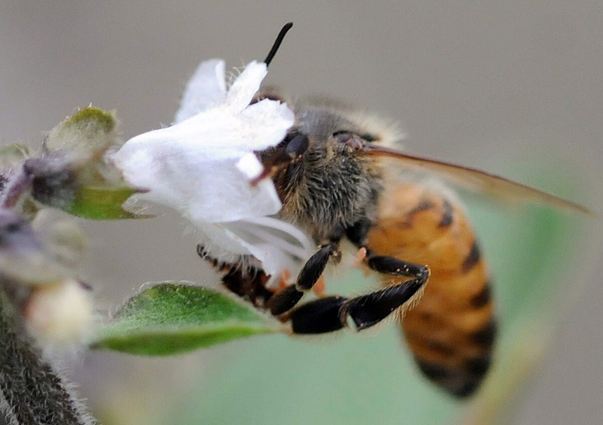 Lei dispensa licença para uso de vegetação derrubada por temporais