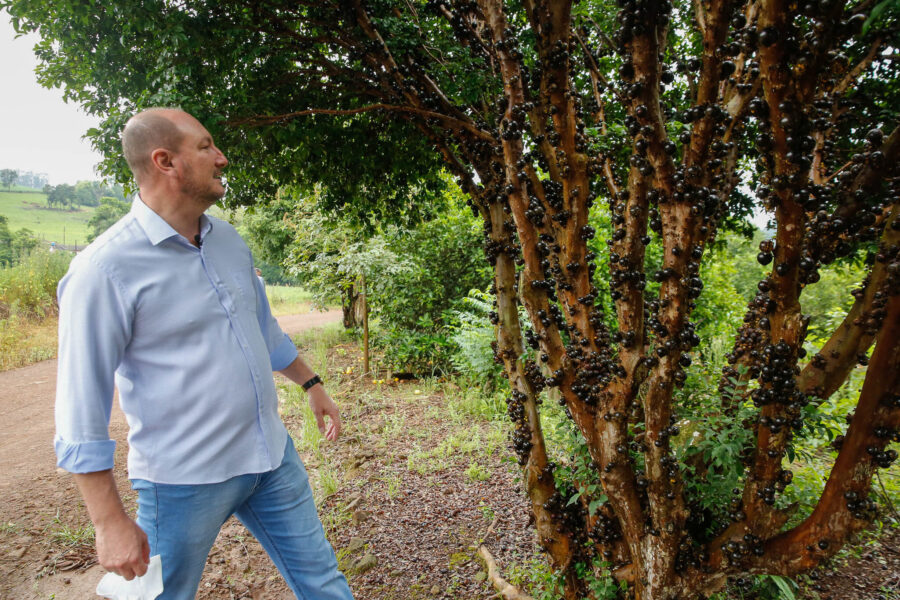 Colhendo jabuticabas em propriedade rural no interior de Palmitos