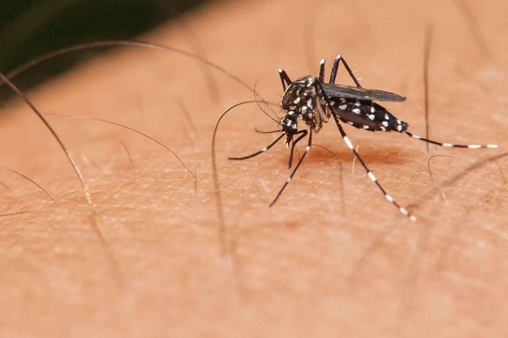 Audiência pública discute ações para conter avanço da dengue em SC
