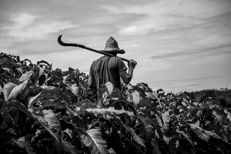 Mostra fotográfica retrata o cotidiano dos fumicultores de Grão-Pará