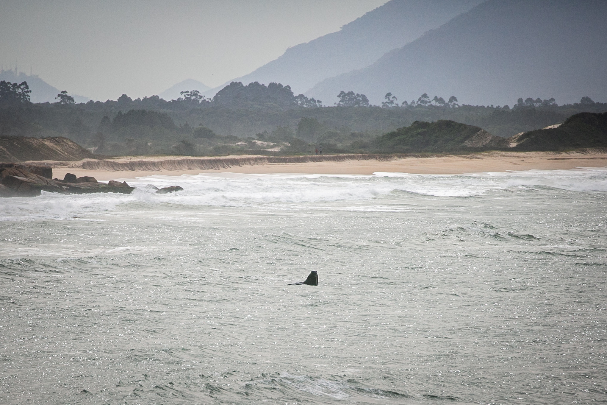 Baleia na praia da Gamboa