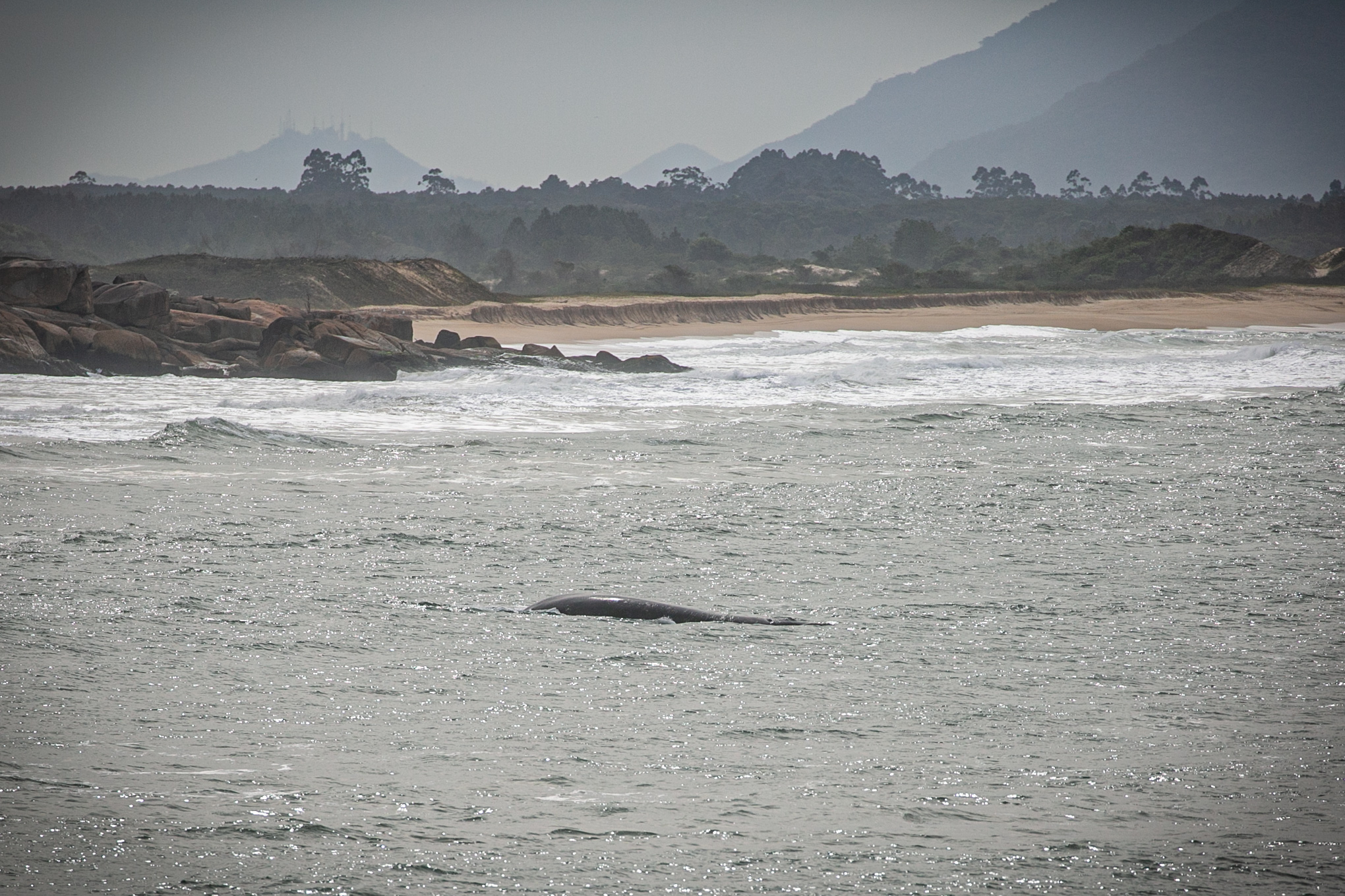 Baleia na praia da Gamboa