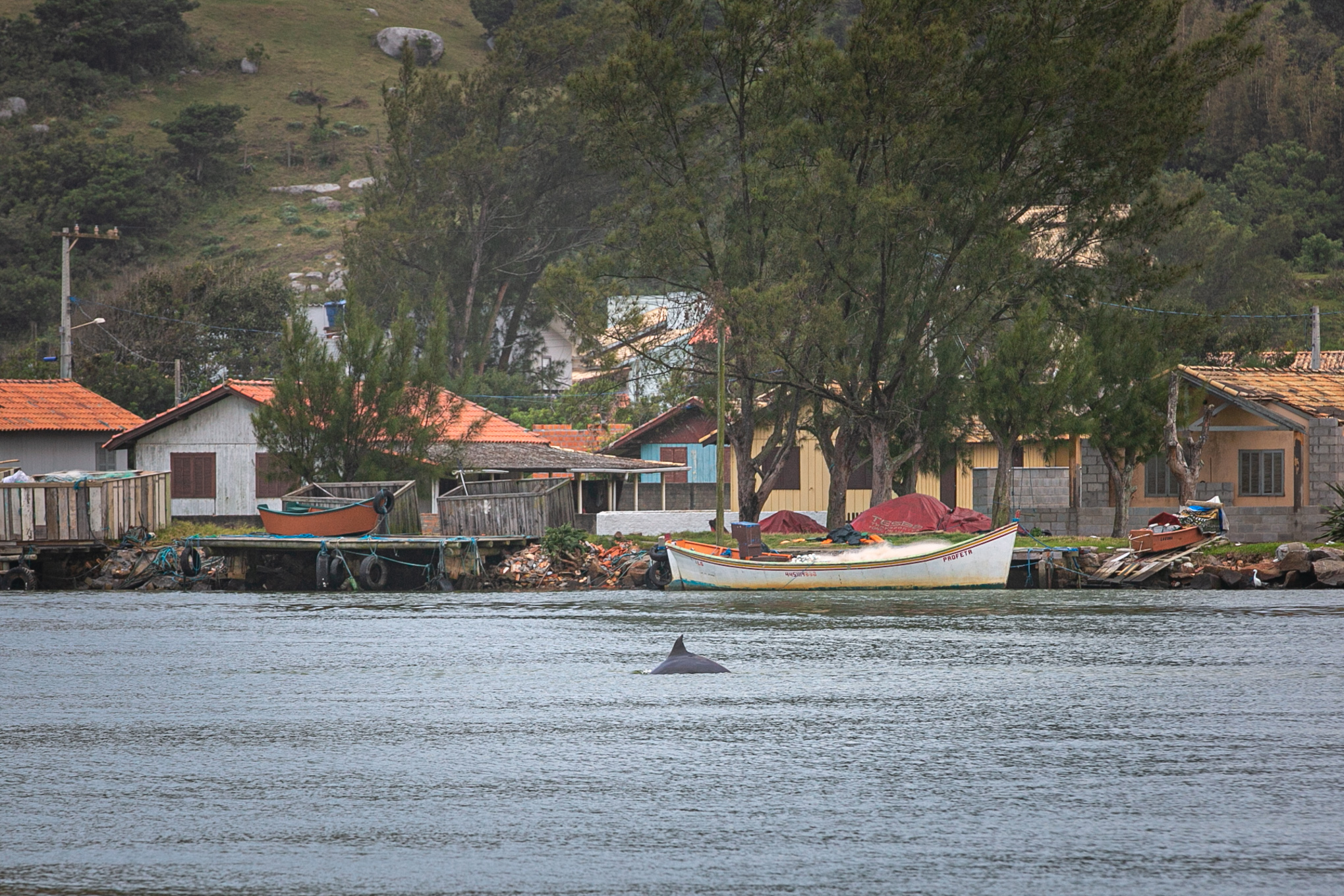 Botos em Laguna