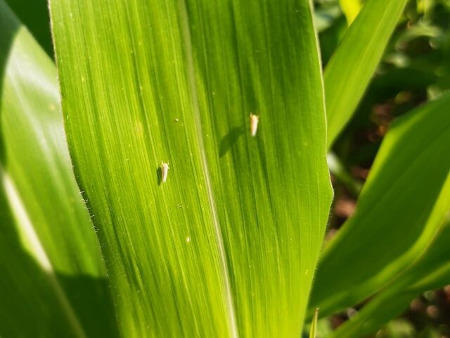 Lei garante empréstimo a agricultores atingidos por praga