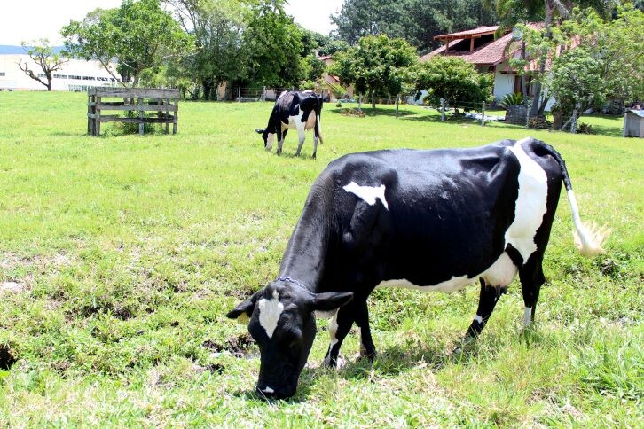 Novas leis tratam da defesa da fauna e da produção artesanal em SC