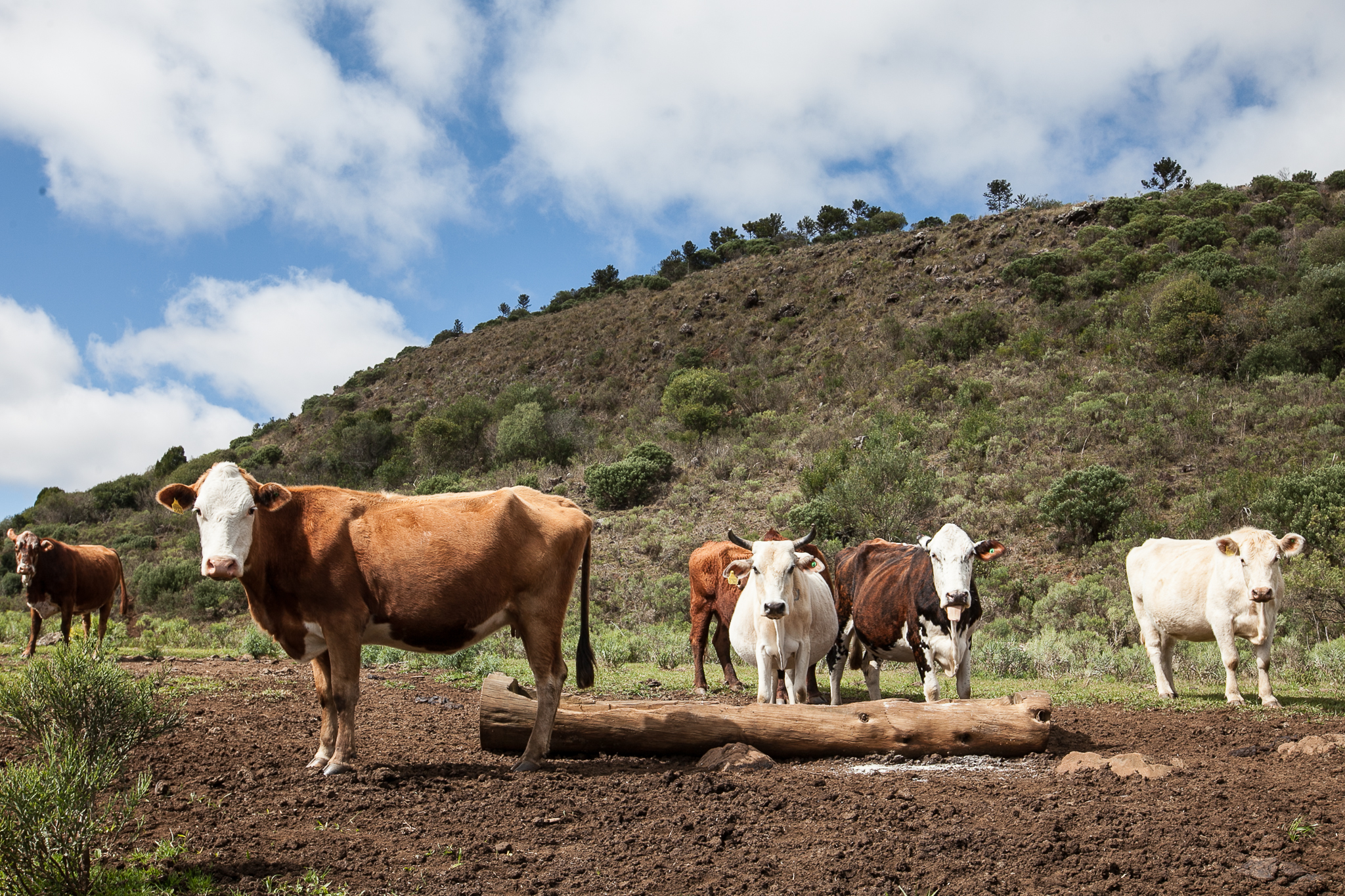 Fazenda da Chapada