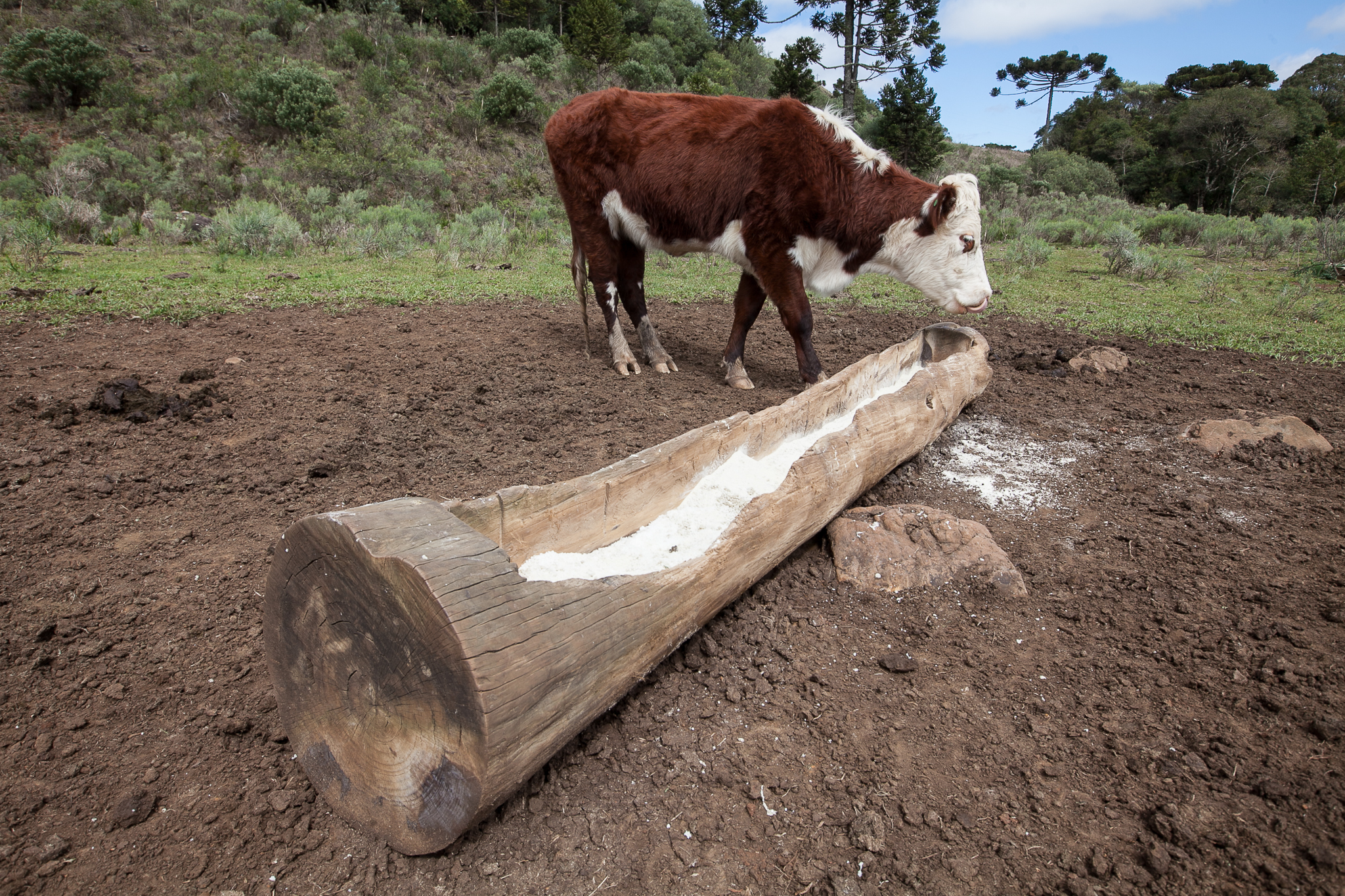 Fazenda da Chapada