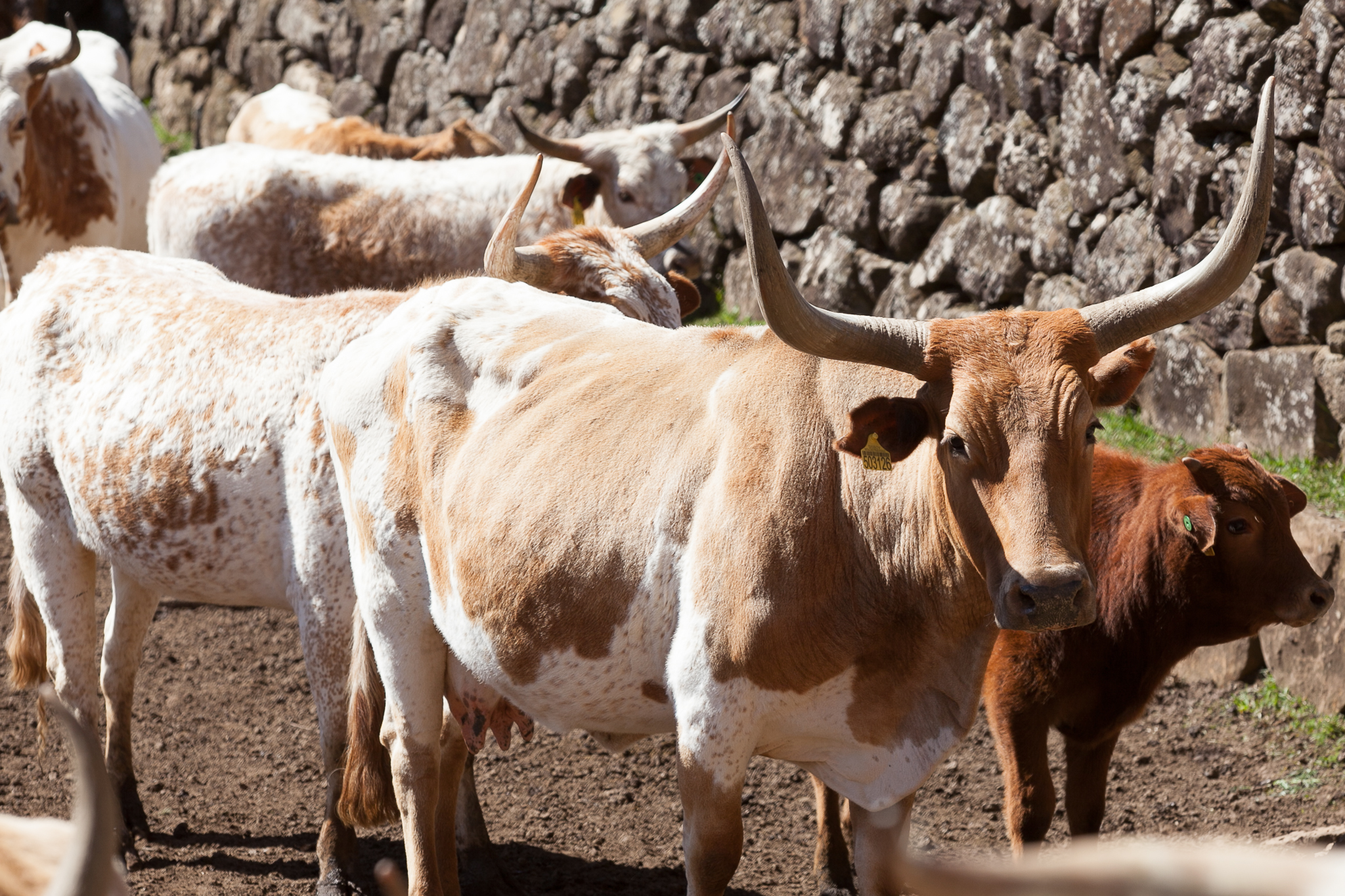 Fazenda Igrejinha
