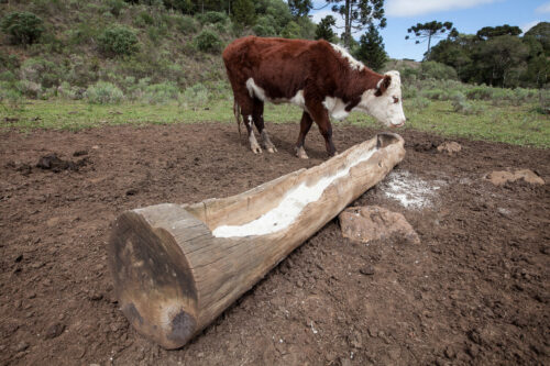 Confira a galeria de imagens da reportagem especial sobre a Coxilha Rica
