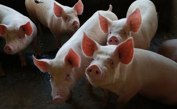 Agronegócio catarinense recebe reforço com três novas leis de autoria parlamentar