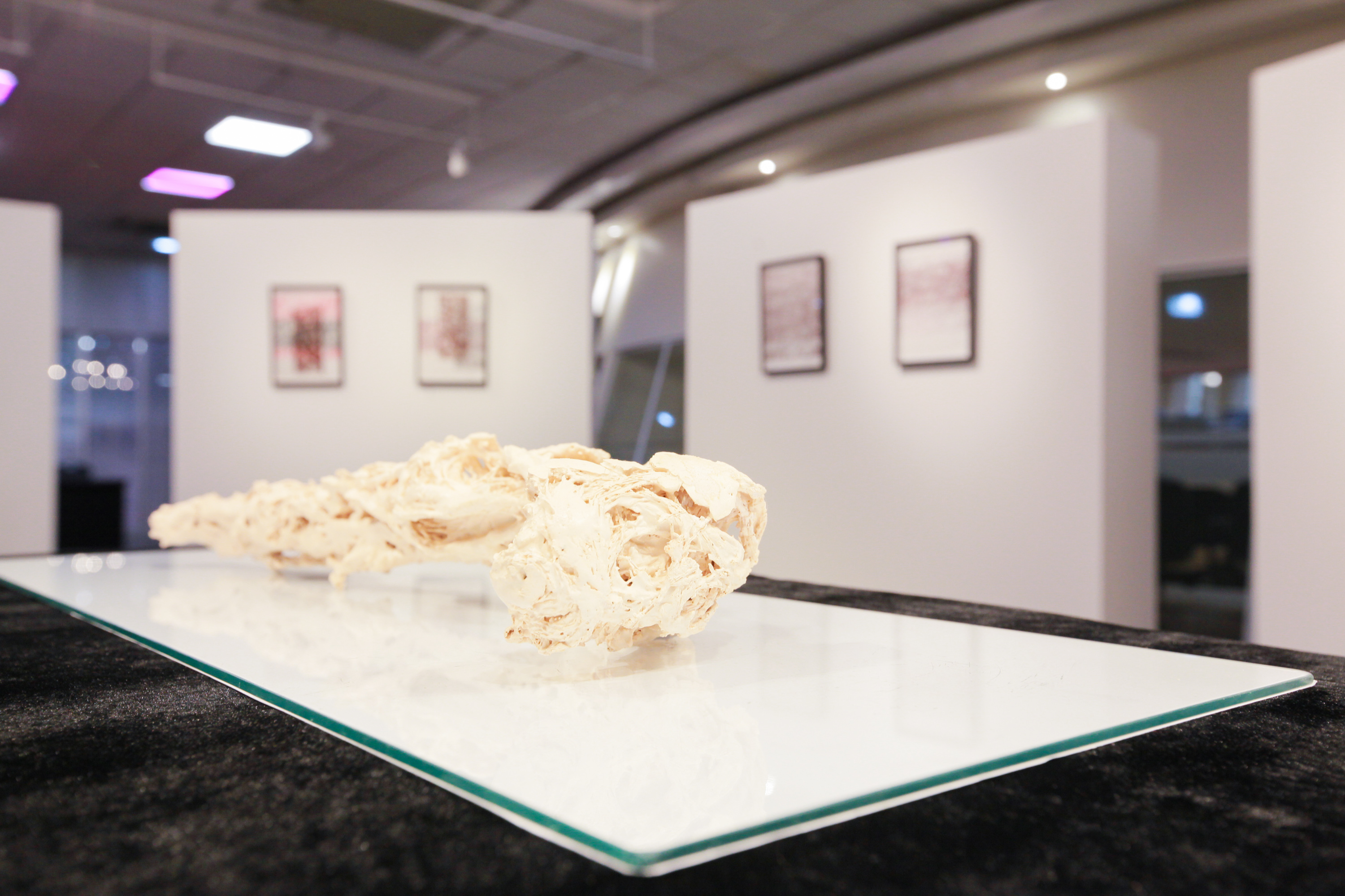 Abertura da exposição 