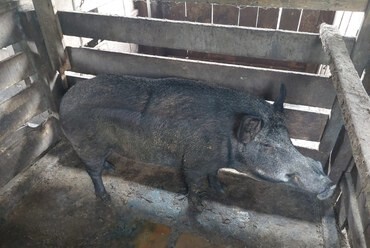 Assembleia fará audiência para discutir controle e manejo do javali