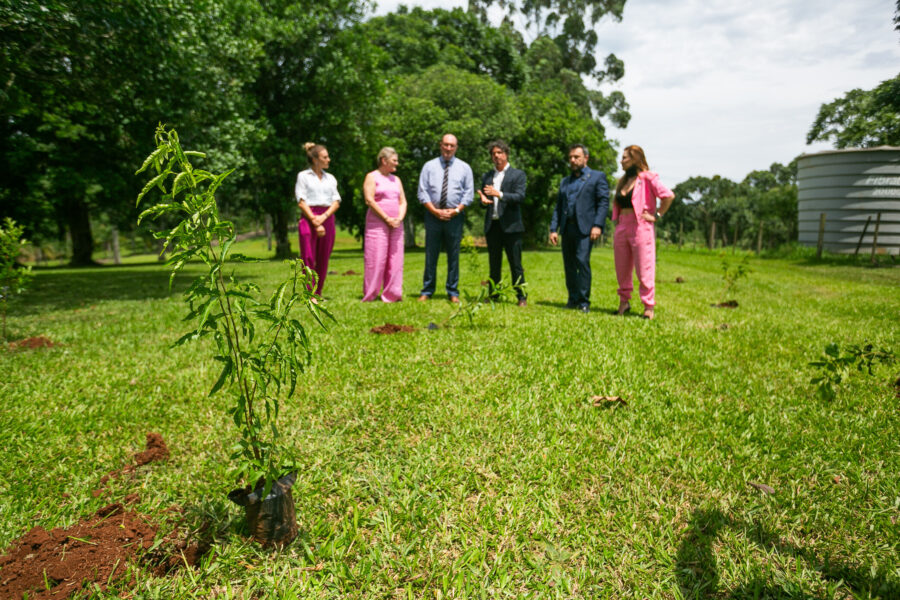 Plantio de mudas de árvores para neutralizar a emissão de carbono  é uma das iniciativas do Alesc Sustentável
