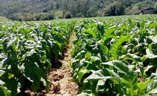 Comissão delibera audiência pública para debater classificação do tabaco em Santa Catarina