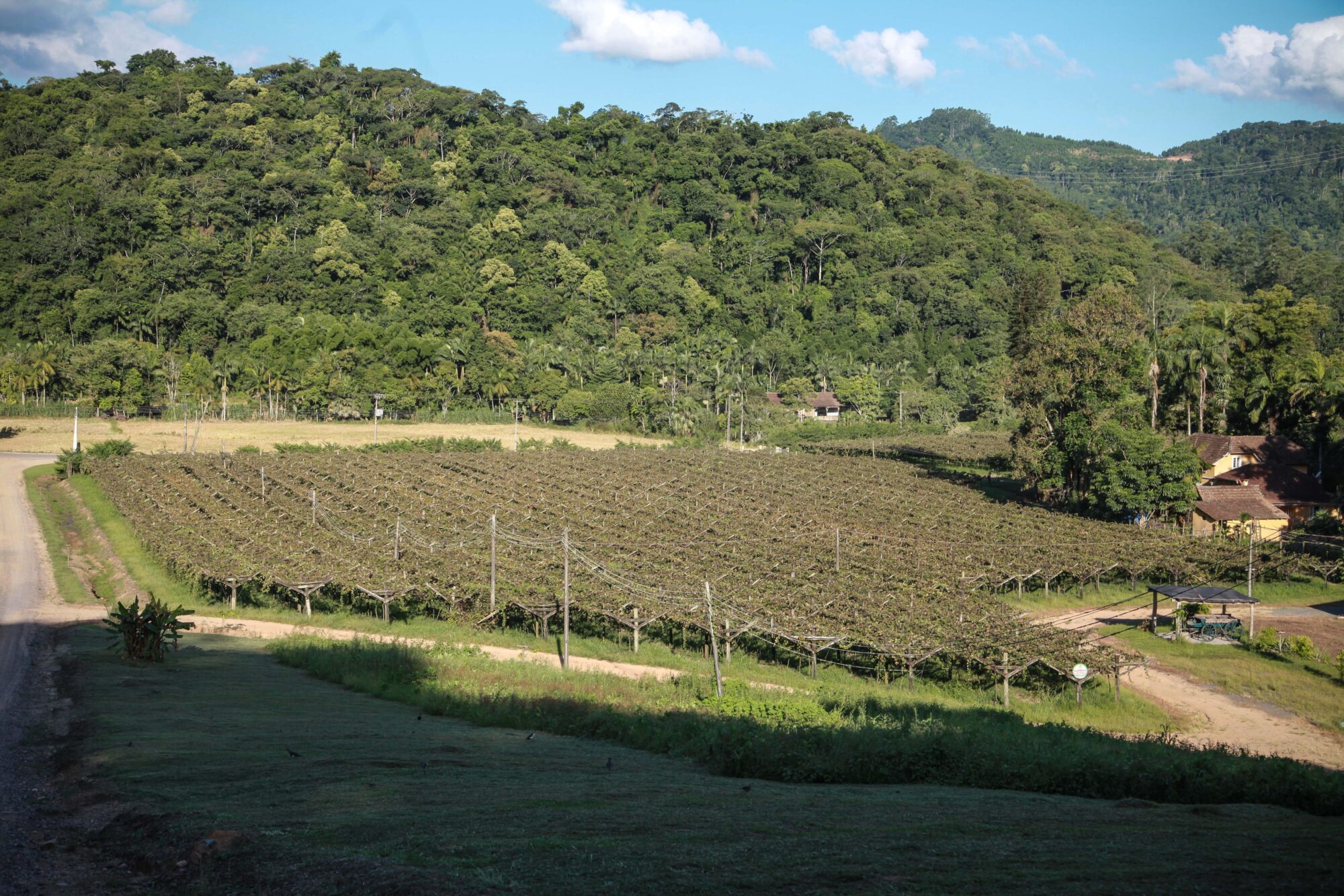 Vinicola San Michele, em Rodeio