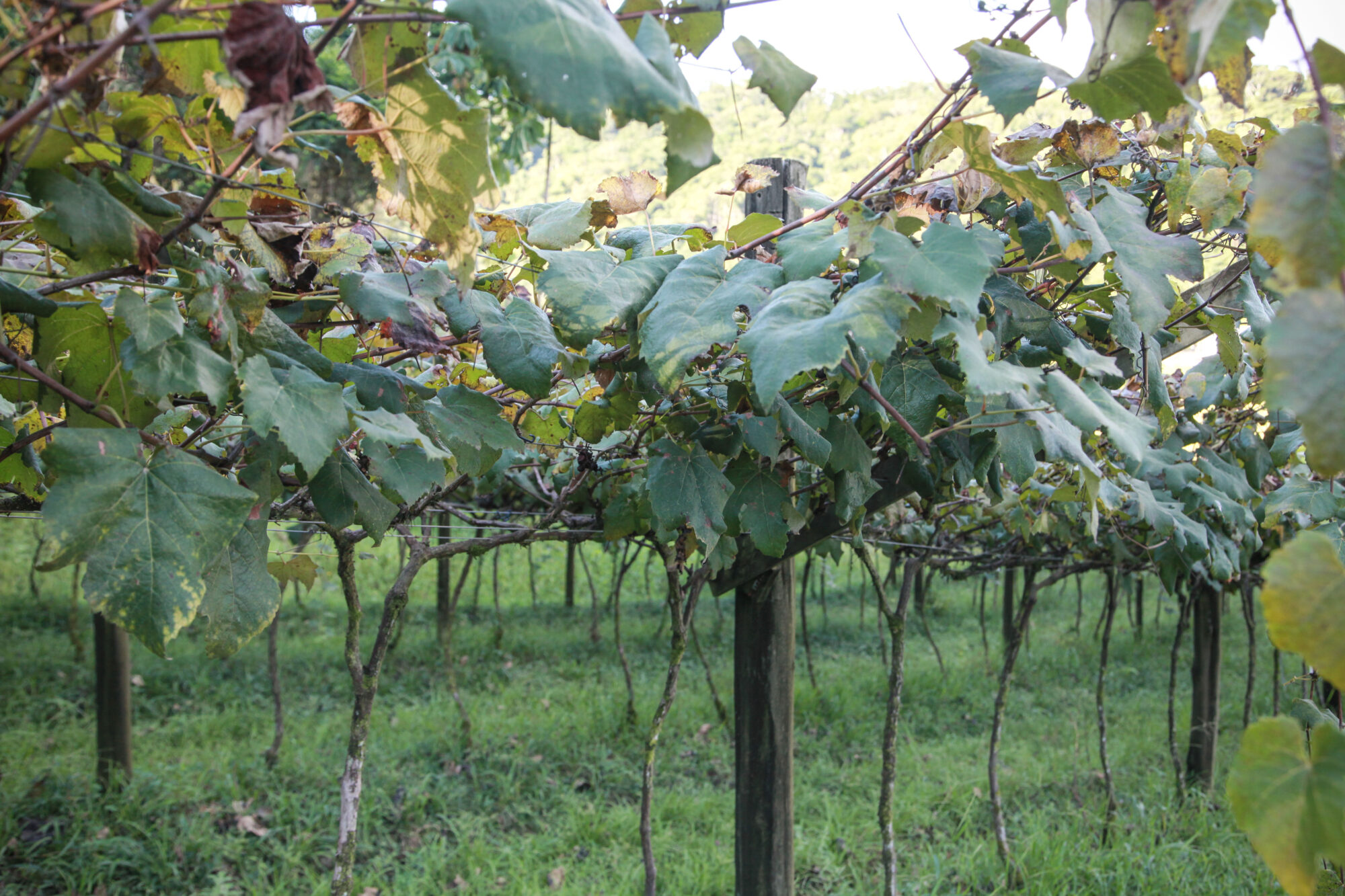 Vinicola San Michele, em Rodeio