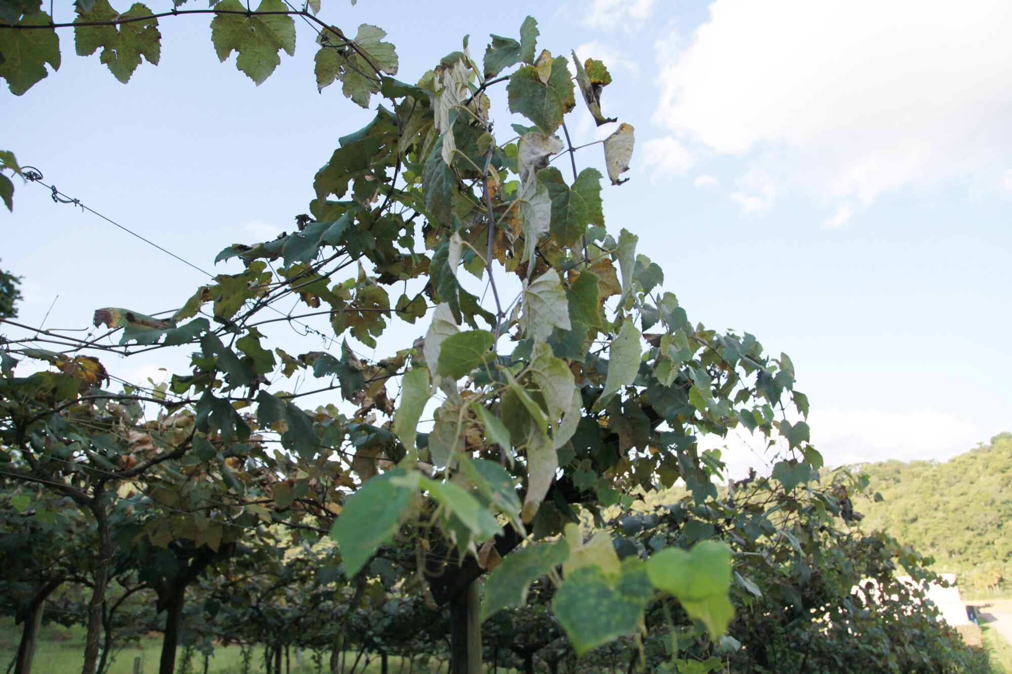 Vinicola San Michele, em Rodeio