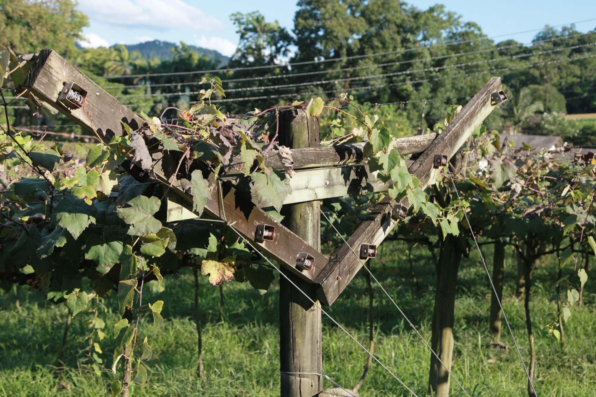 Vinicola San Michele, em Rodeio