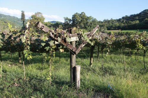 Som e sabor na herança deixada pelos antepassados