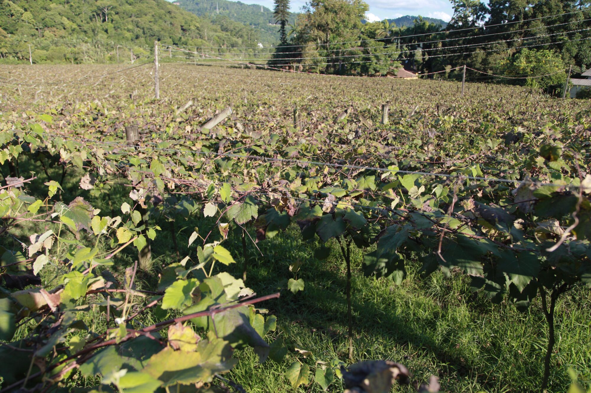 Vinicola San Michele, em Rodeio