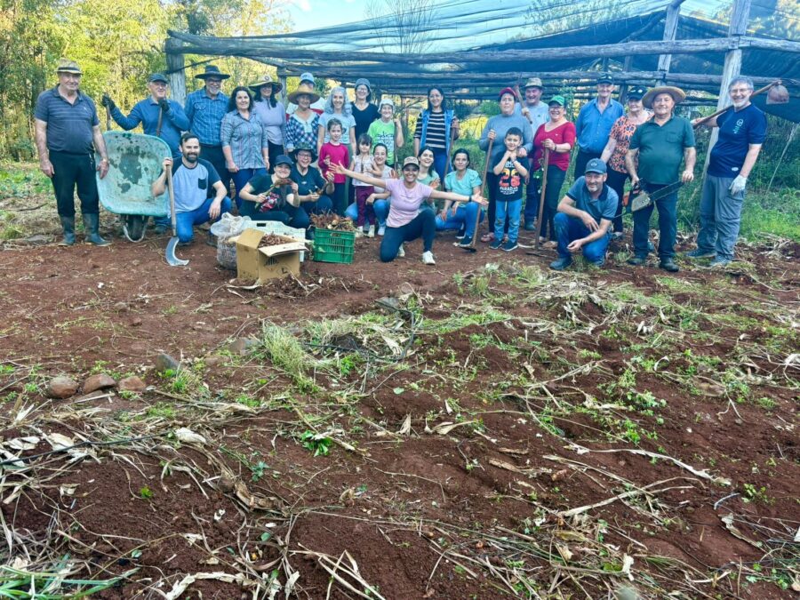 Trinta pessoas participaram na semana passada do mutirão do Grupo de Agroecologia Verde com poda, limpeza e colheita de açafrão. FOTOS: Grupo de Agroe