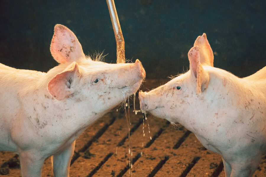 FOTO: Rodrigo Corrêa/Agência AL