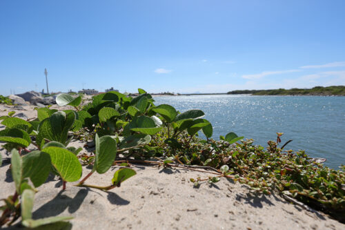 Boca da Barra - Canal do Linguado