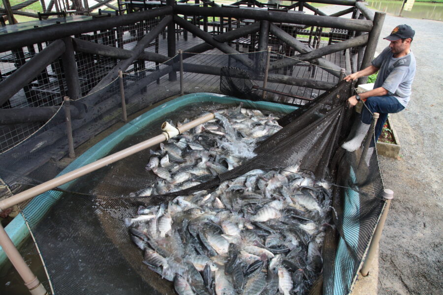 Entre as propostas, está a que protege a produção de tilápia do estado da concorrência com o pescado importado