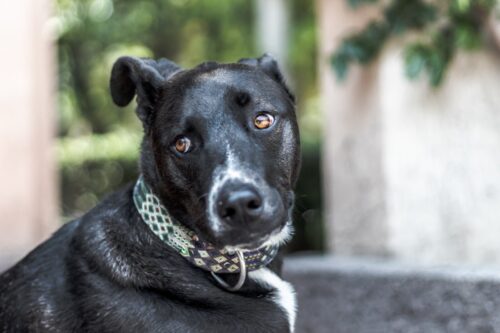 Santa Catarina passa a contar com lei que protege cães e gatos comunitários