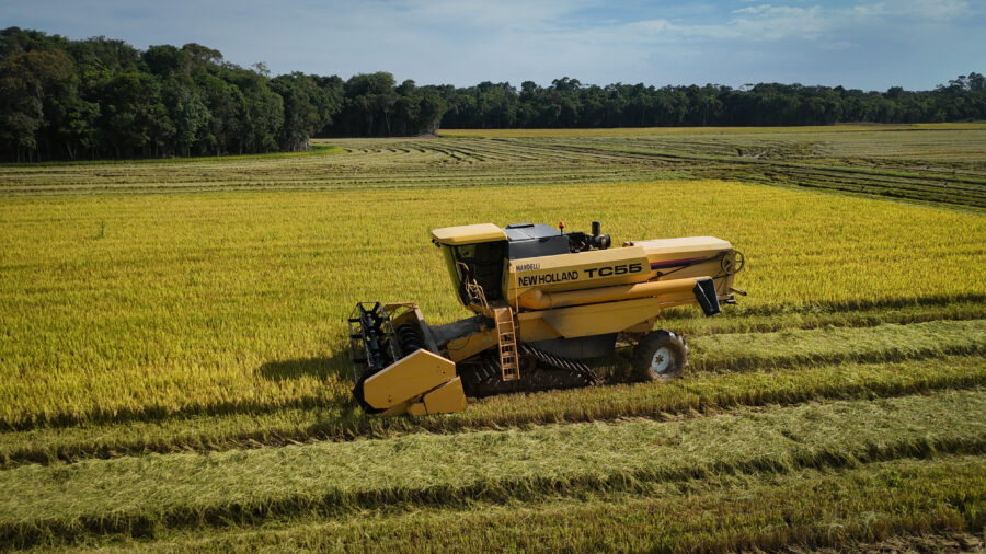 Campo de produção de arroz.
