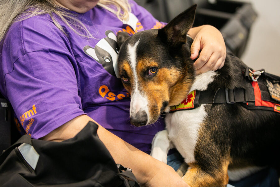 CCJ aprova criação de programa estadual de apoio às instituições de proteção animal