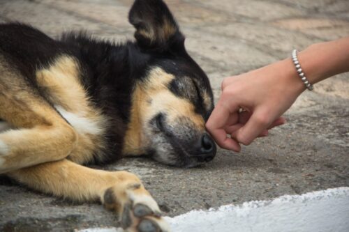 Projeto que aumenta o rigor contra atos de crueldade contra animais é acatado pela CCJ