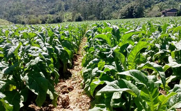 Outro projeto, de origem parlamentar, trata da classificação das folhas de tabaco nas propriedades