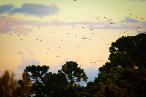 Comissão de Meio Ambiente aprova projetos sobre arborização, observação de aves e controle do javali